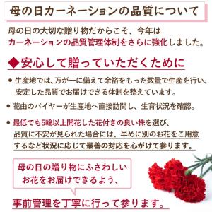 母の日 超早割 2026 花 カーネーション ...の詳細画像3