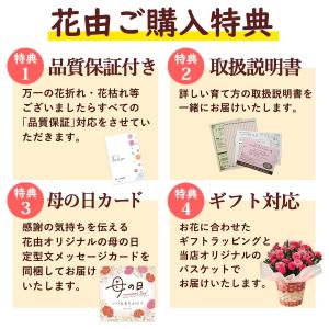 母の日 超早割 2026 花 カーネーション ...の詳細画像4
