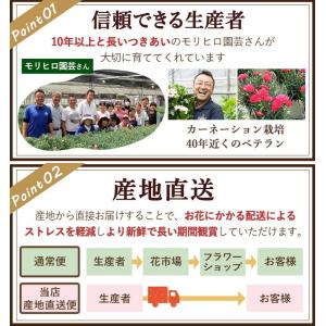母の日 超早割 2026 花 カーネーション ...の詳細画像5