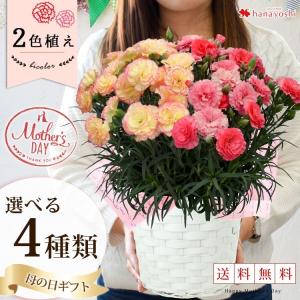 早割 母の日 ギフト プレゼント 花 鉢植え送料無料 1鉢で...