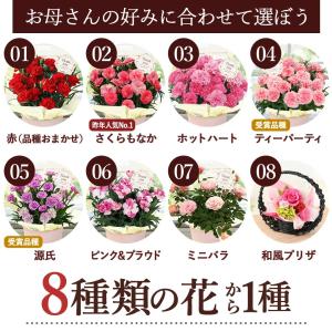 特早割 母の日 2026 花 花とスイーツ 選...の詳細画像2