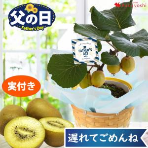 父の日 ギフト 果樹鉢  2022 健康果実 ゴールデンキウイ