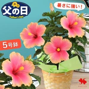 父の日 花 ギフト 2026 鉢植え 夏のお花 ハイビスカス ミセスユミ 5号鉢 父の日ギフト プレゼント 花鉢 鉢花 夏 珍しい 育てやすい お父さん お祝い 暑さに強い｜フラワーマーケット花由