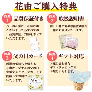 遅れてごめんね 父の日 花 ギフト 2026 ...の詳細画像2