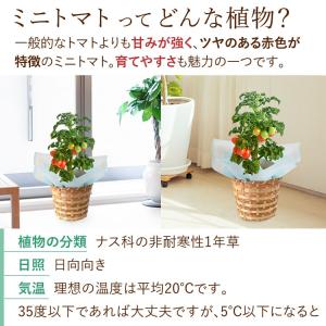 遅れてごめんね 父の日 花 ギフト 2026 ...の詳細画像4