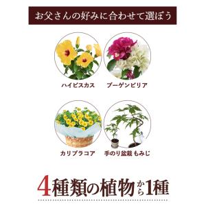 遅れてごめんね 父の日 花鉢 花 ギフト 20...の詳細画像2