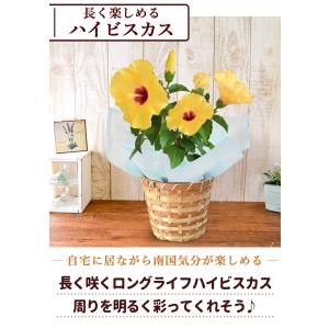 遅れてごめんね 父の日 花鉢 花 ギフト 20...の詳細画像5
