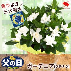 父の日 花 2026 ギフト 鉢植え 香りが楽しめる ガーデニア クチナシ 5号鉢 in バスケット プレゼント 花鉢ギフト 花鉢 庭木 花木 毎年咲く 山梔子 くちなしの花｜フラワーマーケット花由