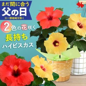まだ間に合う ※一部地域を除く 父の日 花 2026 ギフト 鉢植え 夏のお花 モリヒロさんの ロングライフハイビスカス 2色植え 5号鉢 ハイビスカス プレゼント 花鉢