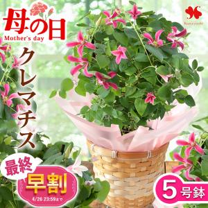 母の日 特早割 花 鉢植え 2026 クレマチス 5号 プリンセスダイアナ ミルキーリップ 送料無料 母の日ギフト 母の日プレゼント 鉢花 花鉢 花 母親 お母さん 義母