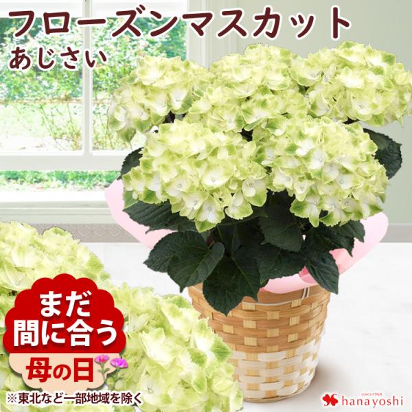 まだ間に合う ※一部地域を除く 母の日 花 アジサイ 鉢植え フローズンマスカット プレゼント ギフ...