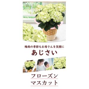まだ間に合う ※一部地域を除く 母の日 花 ア...の詳細画像1