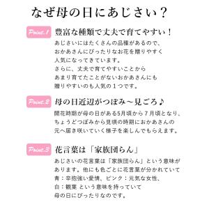 まだ間に合う ※一部地域を除く 母の日 花 ア...の詳細画像2