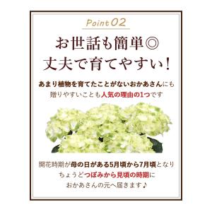 まだ間に合う ※一部地域を除く 母の日 花 ア...の詳細画像5