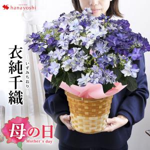 母の日 プレゼント 花 ギフト 2024 送料無料 花 母の日 アジサイ 衣純千織 いずみちおり ５号 inバスケット 数量限定 新品種 あじさい 鉢植え 鉢 紫陽花｜hanayoshi-y