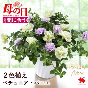 特早割 母の日 鉢植え プレゼント 2026 ペチュニア・パニエ 2色植え 5号 送料無料 母の日ギフト 母の日プレゼント 鉢花 花鉢 花 ギフト 母親 お母さん 義母