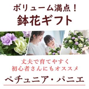 まだ間に合う 母の日 鉢植え プレゼント 20...の詳細画像1