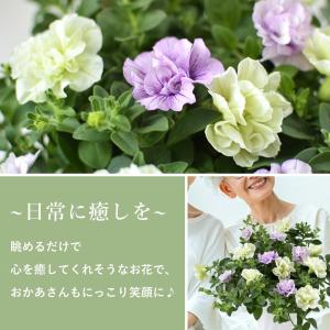 まだ間に合う 母の日 鉢植え プレゼント 20...の詳細画像3