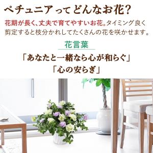 まだ間に合う 母の日 鉢植え プレゼント 20...の詳細画像4
