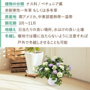 まだ間に合う 母の日 鉢植え プレゼント 20...の詳細画像5