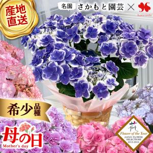 母の日 2026 花 あじさい 5号鉢 鉢植え 花鉢 鉢花 プレゼント ギフト さかもと園芸 産地直送 プレミアム アジサイ 紫陽花 希少品種 受賞品種 珍しい