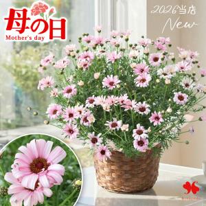 母の日 早割 花 2026 鉢植え 母の日ギフト プレゼント ビジューマム カーネリアン6号鉢 in バスケット 鉢植 花鉢 豪華 交配種 マーガレット 送料無料 義母