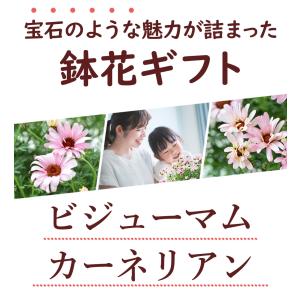 特 早割 母の日 花 2026 鉢植え 母の日...の詳細画像1