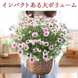 特 早割 母の日 花 2026 鉢植え 母の日...の詳細画像2