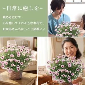 特 早割 母の日 花 2026 鉢植え 母の日...の詳細画像3