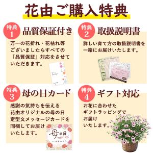 特 早割 母の日 花 2026 鉢植え 母の日...の詳細画像4
