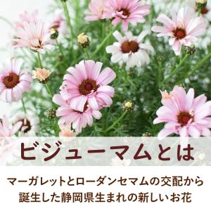 特 早割 母の日 花 2026 鉢植え 母の日...の詳細画像5