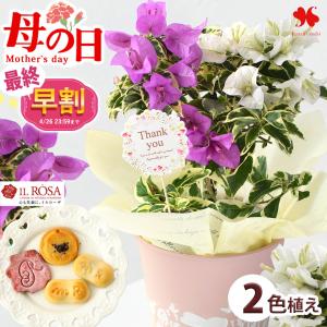 母の日 早割 2026 花 ギフト プレゼント 鉢植え 花鉢 花とスイーツ ブーゲンビリア ブルーハワイ と 洋風焼き菓子 セット フラワーギフト カーネーション以外
