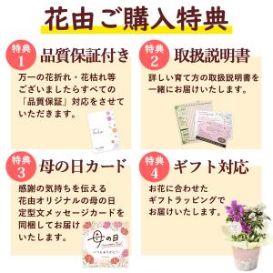 母の日 早割 2026 花 ギフト プレゼント...の詳細画像4