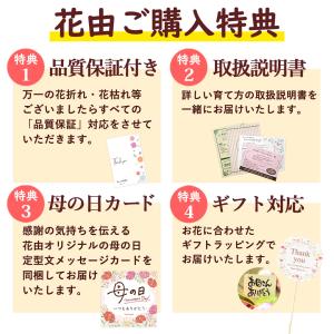 母の日 ギフト 花とスイーツ プレゼント 20...の詳細画像3