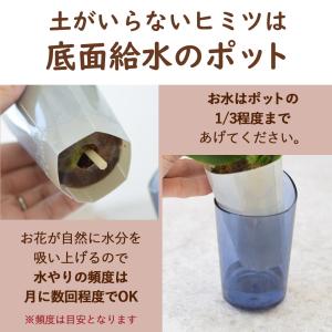 敬老の日 花 2026 プレゼント ギフト 鉢...の詳細画像2