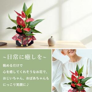 敬老の日 花 2026 プレゼント ギフト 花...の詳細画像3