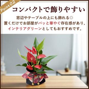 敬老の日 花 2026 プレゼント ギフト 花...の詳細画像5