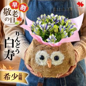 早割 敬老の日 2026 プレゼント ギフト 送料無料 花 リンドウ 「 白寿 」in ふくろう プランター 鉢植え フクロウ 梟 りんどう フラワーギフト 敬老 鉢花 花