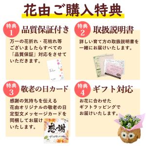 早割 敬老の日 2026 プレゼント ギフト ...の詳細画像2