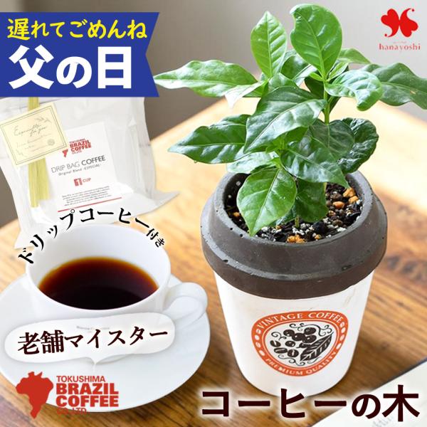 まだ間に合う 父の日 花 ギフト 2026 観葉植物 コーヒー コーヒーの木 ミニ観葉植物 ＆徳島ブ...
