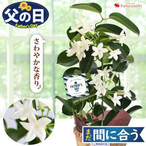 父の日 花 2022 プレゼント ギフト 爽やかな香りが楽しめる