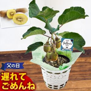 父の日 ギフト プレゼント 選べる4種類の果樹5号鉢 ブルー...