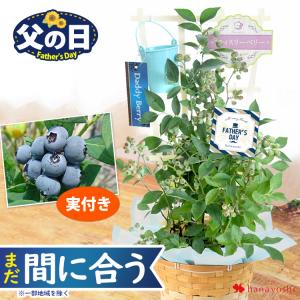 父の日 ギフト 2025 プレゼント 花 果樹 内山園芸さんの健康果実