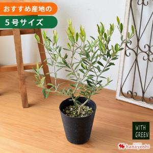 鉢植え オリーブの木 <プラスチック鉢> 5号鉢...の商品画像