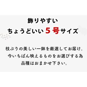 鉢植え オリーブの木 <プラスチック鉢> 5号...の詳細画像1