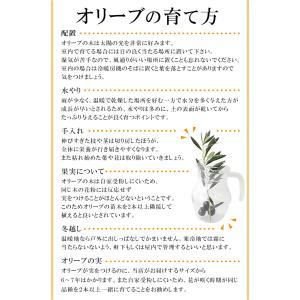オリーブ 鉢植え 鶴亀園さんの香川オリーブの木...の詳細画像3