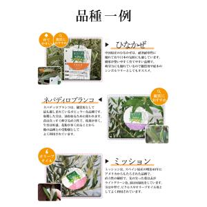 オリーブ 鉢植え 鶴亀園さんの香川オリーブの木...の詳細画像4