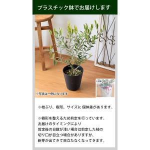 鉢植え オリーブの木 <プラスチック鉢> 5号...の詳細画像5