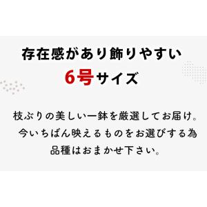 鉢植え 花由がお届けする 鶴亀園の香川 オリー...の詳細画像1