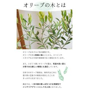 鉢植え 花由がお届けする 鶴亀園の香川 オリー...の詳細画像2